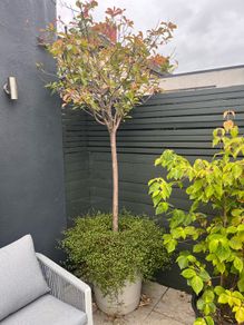 Red Robin Tree / Photinia