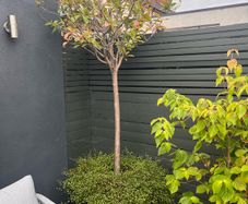 Red Robin Tree / Photinia