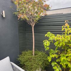 Red Robin Tree / Photinia