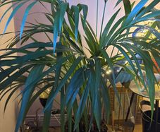 Kentia Palm (Howea forsteriana) indoor plant