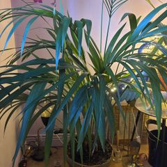 Kentia Palm (Howea forsteriana) indoor plant