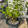 Hydrangea - Pink Annabelle x 2 Image 3