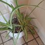 Mature spider plant in whiteceramic pot Image 6
