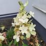Hydrangea Paniculata Image 3