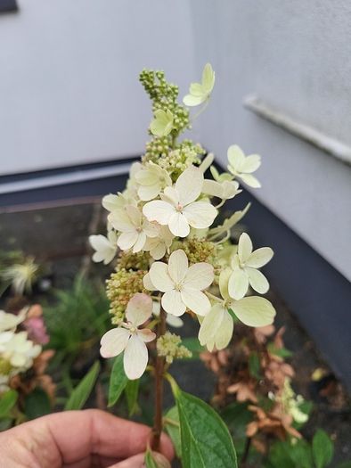 Hydrangea Paniculata