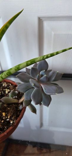 Plants set