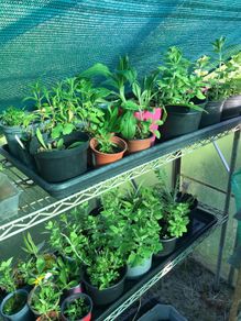 cottage garden perennial flowers