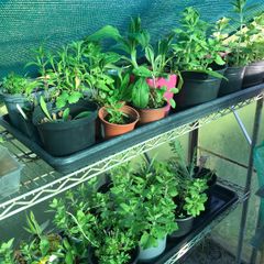 cottage garden perennial flowers