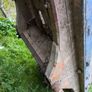 horse cart Image 3