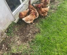 Chickens
