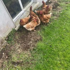 Chickens