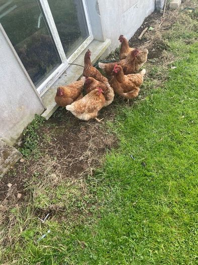 Chickens
