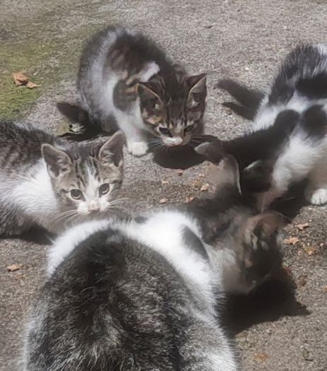 1 male kitten