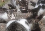 3 kittens - 2 female , 1 male