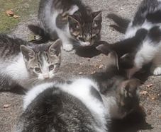 3 kittens - 2 female , 1 male