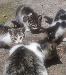 1 male kitten