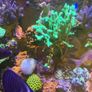 Reef Corals Image 3