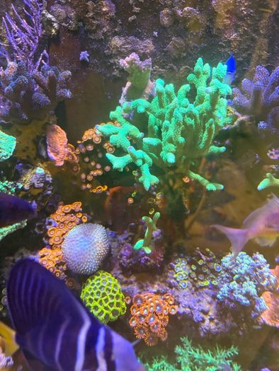 Reef Corals
