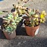 Echeveria Image 3