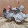 Hens/pullets Image 10