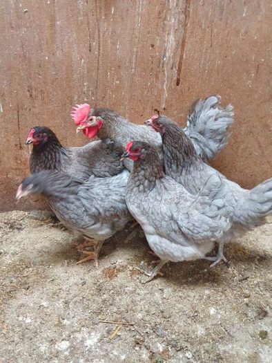 poultry, pullets, Hens,