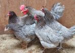 Pullets/hens/roosters/point of lay/