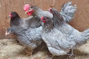 Pullets/hens/roosters/point of lay/