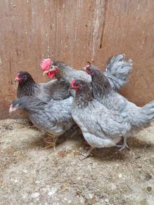 Pullets/hens/roosters/point of lay/