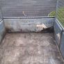 ifor williams Image 5