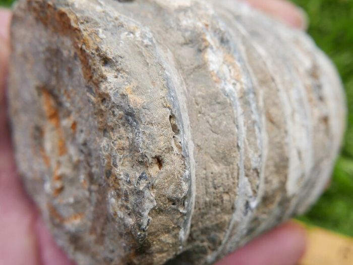 Big Coral fossil w/ complete silicification