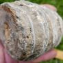 Big Coral fossil w/ complete silicification Image 5