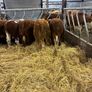 5 BB Bull Image 9