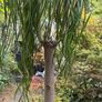 Ponytail palm Image 4