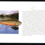 2001 Ireland Freshwater Fish Commemorative Stamp Booklet Mint Never Hinged (MNH). Photos of contents shown. Image 10
