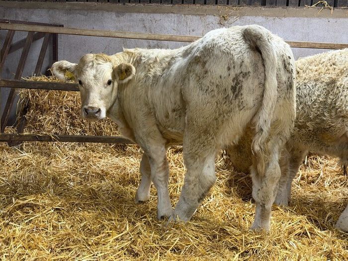 Charolais Weanlings