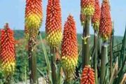 plants