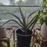 Aloe vera plant sale Image 3
