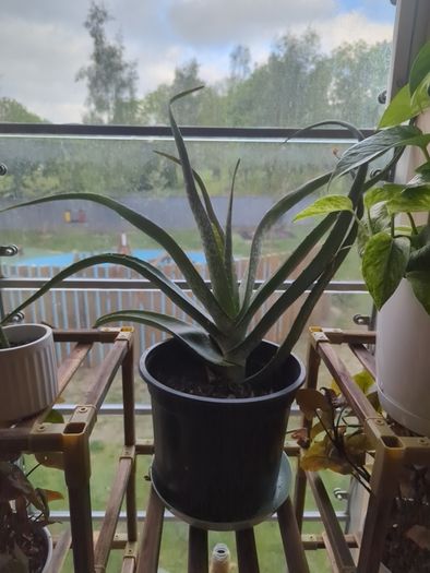 Aloe vera plant sale