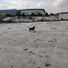The Pet Shack Galway