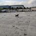 The Pet Shack Galway