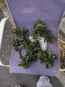 Jade plant cuttings free to collect.