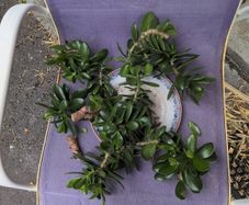 Jade plant cuttings free to collect.
