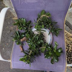 Jade plant cuttings free to collect.