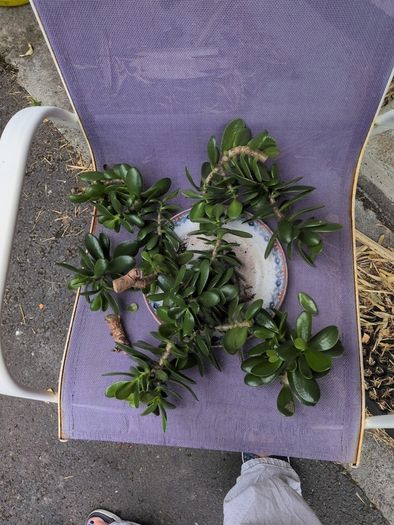 Jade plant cuttings free to collect.
