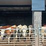 Very Quiet Bucket Reared Heifers for Sale Image 2