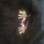 elephant earrings Image 5