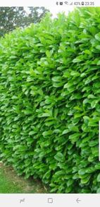 Laurel bare root hedging