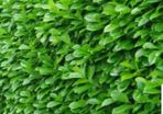Laurel bare root hedging