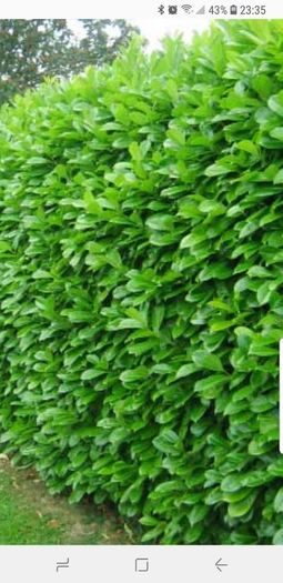 Laurel bare root hedging