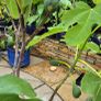Fig Tree with Figs Image 3
